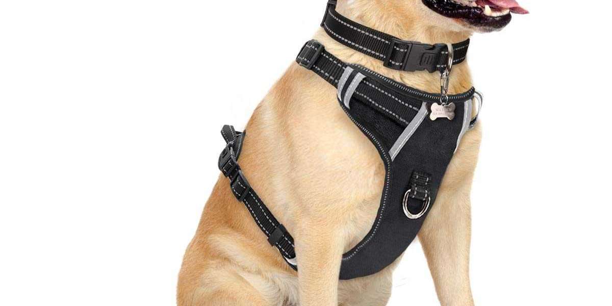 Dog Collars, Leashes & Harnesses Market Share, Demand, Top Players, Industry Size, Future Growth By 2032