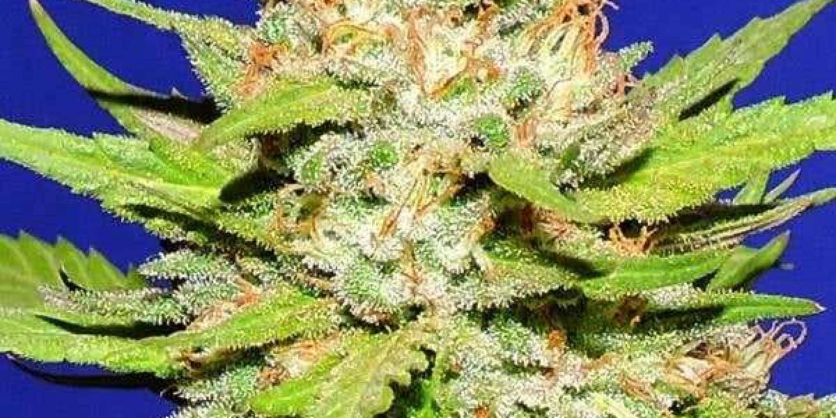 Maximize Cannabinoid Content with Elite THC Strain Seeds
