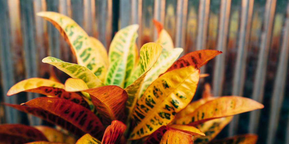 Medicinal benefits of croton plant