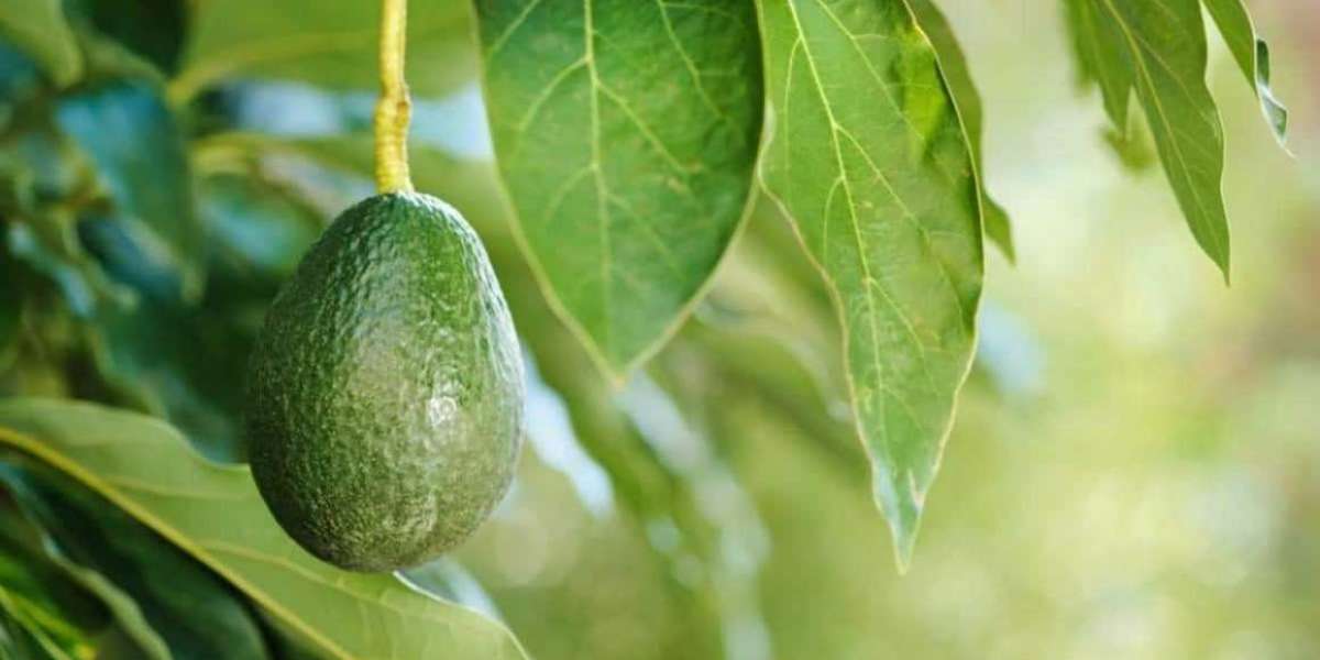 Avocado fruits its health benefits and facts