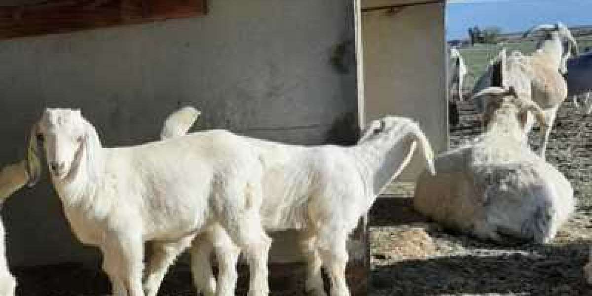 What You Should Know About Goats For Sale