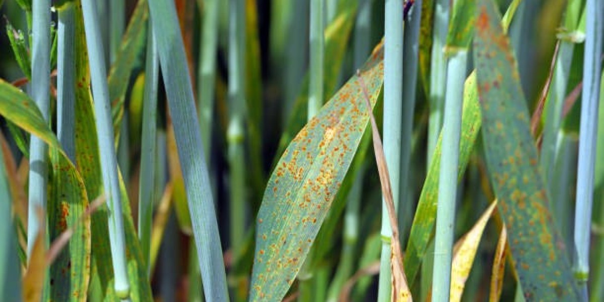 Fungicides Market Share A Competitive Landscape And Professional Industry Survey 2028