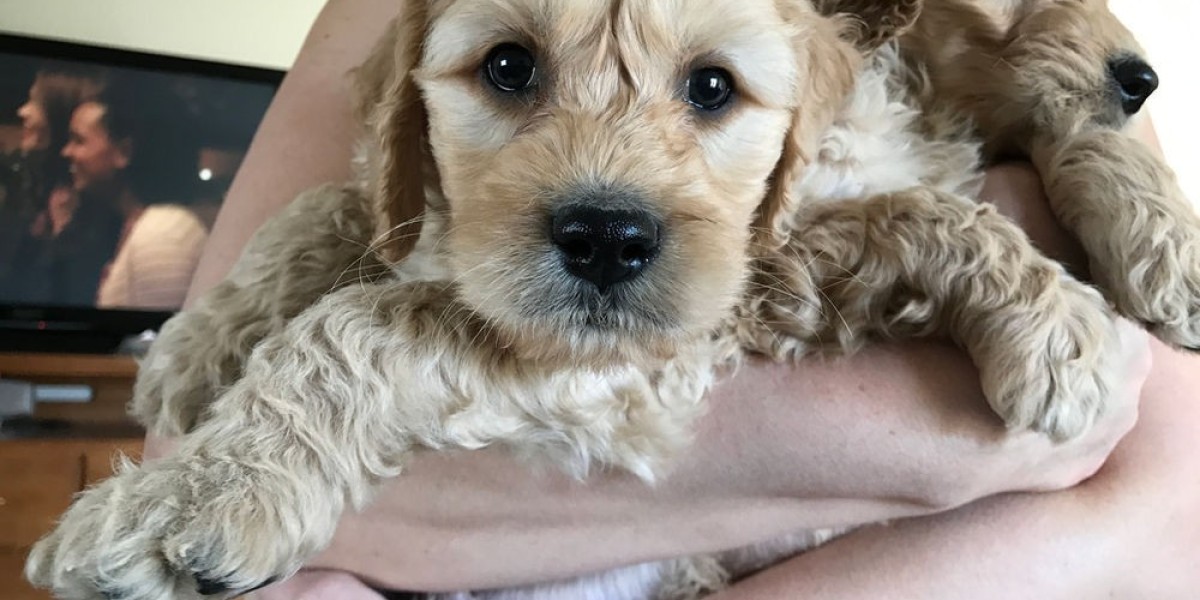 Goldendoodle Puppy Guide